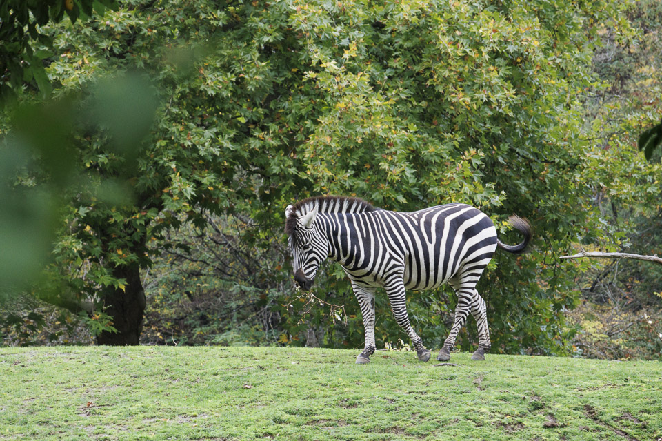 Woodland Park Zoo — photo 49